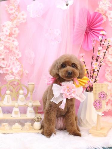 20250304きなこちゃん